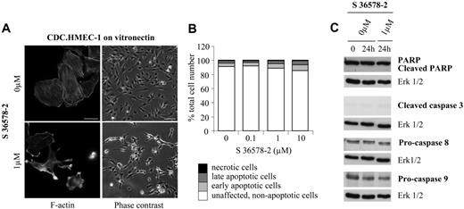Figure 3. Effects of S 36578-2 on CDC.HMEC-1 cells spread on vitronectin. S 36578-2 was added to cells 3 hours after seeding in experimental medium. (A) Cells were processed for F-actin detection 30 minutes after the addition of S 36578-2. Scale bar represents 20 μm. Phase contrast micrographs were taken 24 hours after treatment. Scale bar represents 100 μm. Results from a representative experiment, repeated at least 3 times, are shown. (B) Floating and attached cells were collected 24 hours after treatment. Apoptosis was assessed by flow cytometry after annexin V and propidium iodide staining. Results of 1 of 2 experiments with similar results are shown. (C) Procaspase-8, procaspase-9, cleaved caspase-3, and PARP were detected by Western blotting. Erk1/2 was used as loading control. Results from 1 of 4 representative experiments are shown.