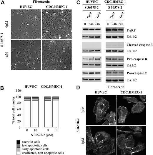 Figure 4. Effects of S 36578-2 on HUVECs and CDC.HMEC-1 cells spread on fibronectin. S 36578-2 was added to cells 3 hours after seeding in experimental medium. (A) Phase contrast micrographs were taken 24 hours after treatment. Scale bar represents 100 μm. Results from a representative experiment, repeated at least 3 times, are shown. (B) Floating and attached cells were collected 24 hours after treatment. Apoptosis was assessed by flow cytometry after annexin V and propidium iodide staining. Results of 1 of 2 experiments with similar results are shown. (C) Procaspase-8, procaspase-9, cleaved caspase-3, and PARP were detected by Western blotting. Erk1/2 was used as loading control. *Nonspecific detection of BSA. Results from 1 of 5 representative experiments for HUVECs and 1 of 4 representative experiments for CDC.HMEC-1 cells are shown. (D) Cells were processed for F-actin detection 30 minutes after the addition of S 36578-2. Scale bar represents 20 μm.