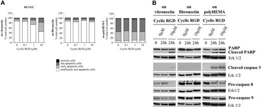 Figure 6. Effects of a small cyclic RGD peptide (cyclic RGD) on HUVECs spread on vitronectin or fibronectin or plated on polyHEMA-coated surfaces. Peptide was added 3 hours after seeding of cells on matrix components or when cells were seeded on polyHEMA-coated surfaces. (A) Apoptosis was assessed by flow cytometry after annexin V and propidium iodide staining. Results of 1 of 2 experiments with similar results are shown. (B) Procaspase-8, procaspase-9, cleaved caspase-3, and PARP were detected by Western blotting. Erk1/2 was used as loading control. *Nonspecific detection of BSA. Results of 1 of at least 2 experiments with similar results are shown.