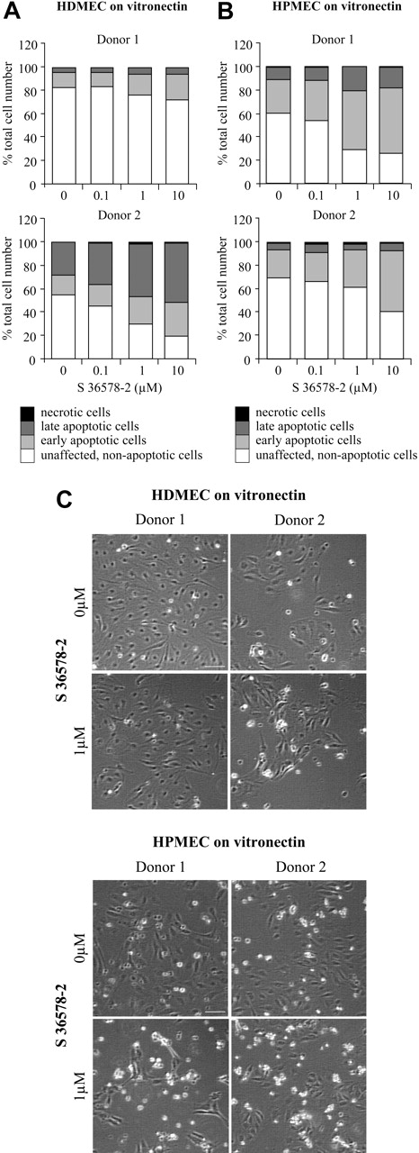 Figure 7. Effects of S 36578-2 on HDMECs and HPMECs spread on vitronectin. The compound S 36578-2 was added to cells 3 hours after seeding cells in experimental medium. Floating and attached cells were collected 24 hours after treatment. Apoptosis was assessed by flow cytometry after annexin V and propidium iodide staining in HDMECs (A) and HPMECs (B). Results of 2 experiments (1 per donor) are shown. (C) Phase contrast micrographs were taken 24 hours after treatment. Scale bar represents 100 μm. Results of 2 experiments (1 per donor) are shown.