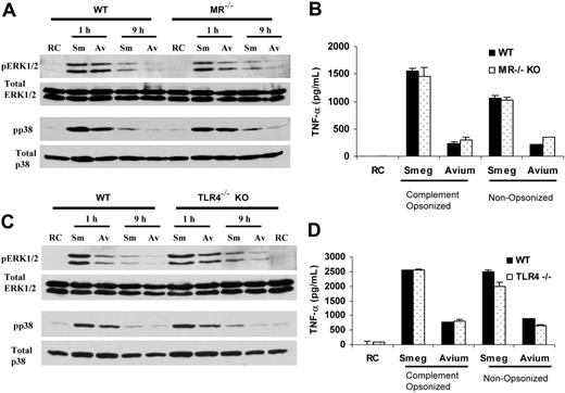 Figure 2. MR and TLR4 are not essential for MAPK activation and TNF-α production in BMMϕs upon M smegmatis or M avium 724 infection. BMMϕs from WT and either MR–/– (A-B) or TLR4–/– (C-D) mice were infected with M smegmatis or M avium 724 and screened for MAPK activation at 1 hour and 9 hours (A,C) and TNF-α production at 24 hours (B,D). (A,C) MAPK activation was detected by probing cell lysates of infected or noninfected (RC) BMMϕs by Western blot for activated ERK1/2 and p38 using phospho-specific Abs as described in “Materials and methods.” Total ERK1/2 and total p38 blots were run to show equal protein loading. (B,D) BMMϕs from WT and KO mice were infected with complement opsonized or nonopsonized mycobacteria; 24 hours later, culture supernates were removed and analyzed by ELISA for TNF-α. Values are expressed as means + SD. Data are representative of 3 separate experiments. Sm and Smeg indicate M smegmatis; Av and Avium, M avium; and RC, noninfected BMMϕs.