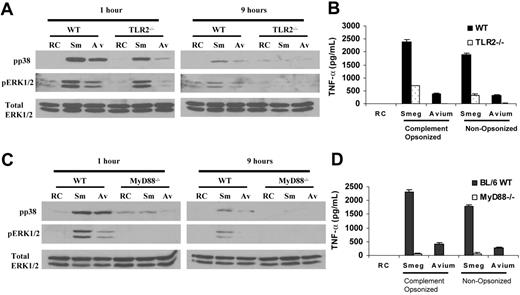 Figure 3. MyD88–/– and TLR2–/–BMMϕs show impaired MAPK activation and TNF-α production upon mycobacterial infection. BMMϕs from WT and TLR2–/– mice (A-B) and MyD88–/– mice (C-D) were infected with M smegmatis or M avium 724 and screened for MAPK activation at 1 hour and 9 hours and TNF-α production at 24 hours. (A,C) MAPK activation was detected by preparing cell lysates after 1-hour and 9-hour infections and probed for activated ERK1/2 and p38 using phospho-specific Abs as described in “Materials and methods.” Total ERK1/2 and p38 blots were run to show equal protein loading. (B,D) BMMϕs from WT and KO mice were infected with complement opsonized or nonopsonized mycobacteria; 24 hours later, culture supernates were removed and analyzed by ELISA for TNF-α. Values are expressed as means + SD. Data are representative of 3 separate experiments. Sm and Smeg indicate M smegmatis; Av and Avium, M avium; and RC, noninfected BMMϕs.