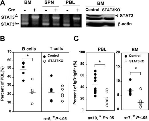 Figure 1. Decreased numbers of B, but not T, cells in the BM and periphery of STAT3KO mice. (A) STAT3 deletion was complete in BM but was partial in the spleens and PBLs. Genomic DNA prepared from BM, spleen (SPN), and peripheral blood (PBL) of control (cre–) or STAT3KO (cre+) mice was subjected to PCR using primers that differentiated deleted allele (STAT3Δ) and flox allele (STAT3flox). Total cell extracts prepared from the BM of control or STATKO mice were subjected to immunoblot using antibodies to STAT3 or β-actin (right panels). (B) Decreased numbers of B cells in the periphery. Peripheral blood cells of control (•) or STAT3KO (○) mice were stained with anti-CD3 and anti-CD19, and then FACS analysis for B cells (CD19+) or T cells (CD3+) was performed. (C) Decreased numbers of mature B cells in the BM and the periphery. BM or PBL of control (•) or STAT3KO (○) mice were stained with anti-IgD and anti-IgM, then FACS analysis was performed. *P < .05; Student t test. Horizontal bars indicate mean values for each group.
