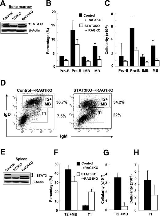 Figure 6. Impairment of B-cell development in the absence of STAT3 is cell autonomous. BM of control (▪) or STAT3KO (□) mice was intravenously transplanted into lethally irradiated RAG1KO mice for 2 months. Total cell extracts prepared from BM (A) or spleen (E) were subjected to immunoblot using antibodies to STAT3 or β-actin. BM cells of chimeric mice were stained with anti-CD43, anti-IgM, and anti-B220 antibodies, followed by FACS analysis. Percentage (B) and cellularity (C) of reconstituted B-cell lineages were determined. (D) Similarly, splenocytes of control→RAG1KO (left panel) or STAT3→RAG1KO (right panel) chimeric mice were isolated after transplantation and were stained with anti-IgM and anti-IgD followed by FACS analysis. Percentages of T1 and T2+MB are shown. Percentage (F) and cellularity (G-H) are shown. IgMhigh IgDlow represent T1 cells. IgMintermediate-high IgDhigh represent T2 or mature B (MB) cells. Results are presented as mean ± SE of replicate samples.