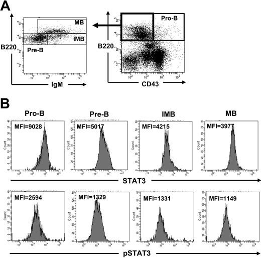 Figure 7. Enhanced expression and activation of STAT3 in the pro-B lineage of BM cells. Freshly prepared BM cells of control mice were first stained with antibodies to CD43, B220, and IgM, followed by permeabilization and staining with primary antibodies either to STAT3 or to phospho-STAT3 and FITC-conjugated secondary antibody to rabbit immunoglobulin. Stained cells were then analyzed by FACS according to surface markers. Pre-B, IMB, and MB were analyzed by gating on CD43–B220+ cells (A). The intensity (MFI) of STAT3 (B, top panels) or pSTAT3 (bottom panels) gated on pro-B (CD43+B220+), pre-B (CD43–IgM–B220+), immature B (IMB, CD43–IgM+B220+), and mature B (MB, CD43–IgM+B220high) cells is shown.