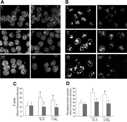 Figure 2. IL-8 and LTB4 did not increase actin polymerization and protein tyrosine phosphorylation from septic neutrophils. The contents of F-actin (A, C) and phosphotyrosine (B, D) were analyzed by cytofluorescence in neutrophils from volunteers (i-iii; □) or patients with sepsis (iv-vi; ▦), treated with medium alone (i, iv), IL-8 (10–9 M; ii-iii), or LTB4 (10–8 M; iv-v). Actin filaments were stained with TRITC-phalloidin (A), and tyrosine-phosphorylated proteins were immunolabeled with FITC-conjugated antiphosphotyrosine Ab (B). Panels show images representative of at least 5 independent experiments. In addition, cells were imaged (×1000) as described, and the fluorescence intensity of F-actin (C) or phosphotyrosine (D) was quantified. Data are means ± SD from 5 independent experiments. *P < .05 compared with cells incubated with medium alone (ANOVA followed by Bonferroni); #P < .05 compared with control neutrophils (unpaired t test).