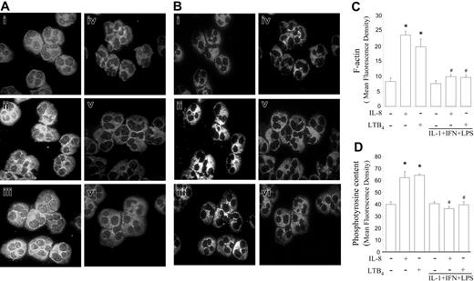 Figure 4. Effects of LTB4 and IL-8 on actin-assembling and protein tyrosine phosphorylation of neutrophils treated in vitro with cytokines and LPS. Neutrophils from healthy individuals were incubated with medium alone (i-iii) or with cytokines + LPS (iv-vi) and further stimulated with IL-8 (10–9 M; ii, v) or LTB4 (10–8 M; iii, vi), as described in “Patients, materials, and methods.” F-actin, stained with TRITC-phalloidin (A, C; left panels), and tyrosine-phosphorylated proteins, immunolabeled with FITC-conjugated antiphosphotyrosine Ab (B, D; right panels), were analyzed by fluorescence microscopy (magnification: × 1000) and quantified as described. Data are means ± SD from 10 independent experiments. *P < .05 compared with control neutrophils; #P < .05 compared with cells incubated with medium alone (ANOVA followed by Bonferroni).