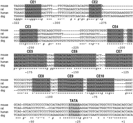 Figure 2. The 5′ flanking region of the hepcidin gene contains conserved elements. The transcription start site of human hepcidin was determined by 5′ RACE (+1). A putative TATA box (light gray shading) and 10 conserved elements (CEs; dark gray shading) were identified by aligning 5′ flanking sequences of the hepcidin coding region from mouse, rat, human, and dog. Identical bases in all 4 species (*), conserved purines (#), and conserved pyrimidines (^) are indicated.