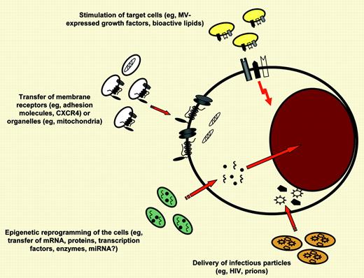 Different mechanisms by which MVs may interact with target cells. MVs may (1) stimulate target cells directly by surface-expressed ligands acting as a kind of “signaling complex”; (2) transfer surface receptors from one cell to another; (3) deliver proteins, mRNA, bioactive lipids, and even whole organelles (eg, mitochondria) into target cells; and, finally, (4) serve as a vehicle (“Trojan horse” mechanism) to transfer infectious particles between cells (eg, HIV or prions). In this issue of Blood, Martínez and colleagues describe that MVs derived from T lymphocytes express Hh morphogens that may induce megakaryopoietic differentiation in hematopoietic progenitors.