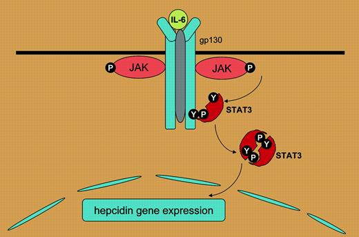 IL-6 binds to a complex of the IL-6 receptor α and gp130. This results in the activation of Janus kinases (JAKs) that phosphorylate signal transducer and activator of transcription 3 (STAT3). Upon phosphorylation, STAT3 dimers are formed through phosphoYXXQ motifs (Y) and translocate into the nucleus where they regulate hepcidin transcription. Adapted with permission from Heinrich et al 3 (Fig1); copyright 2003 The Biochemical Society.