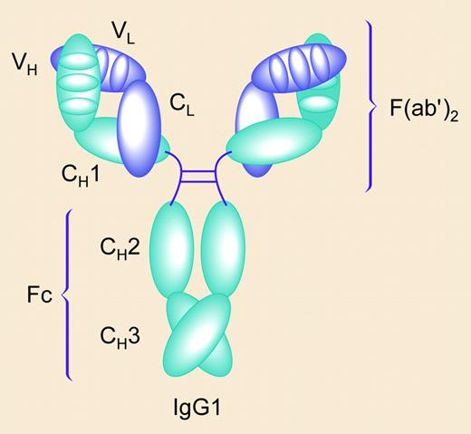 The antibody molecule, here shown as IgG1, contains 2 identical light chains (purple) and 2 identical heavy chains (green). The light chain consists of 1 N-terminal variable domain (VL) followed by 1 constant domain (CL). The heavy chain consists of 1 N-terminal variable domain (VH) followed by 3 constant domains (CH1, CH2, and CH3). The antigen-binding site results from the convergence of 6 CDRs, 3 provided each by VL and VH. F(ab′)2 and Fc fragments of the antibody molecule are indicated. Illustration by Paulette Dennis.