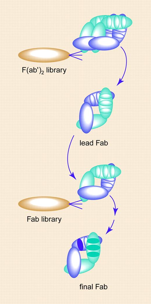 Synthetic human antibody libraries used by Lee and colleagues are based on phage-displayed bivalent F(ab′)2 or monovalent Fab with randomized CDRs. Starting out from bivalent F(ab′)2 libraries that use avidity to make up for weak affinities, a Fab lead with micromolar affinity to the murine antigen and even weaker cross-reactivity with the human antigen was selected. Iterative optimization strategies that involved both simultaneous and sequential selections of randomized CDRs resulted in a final Fab that bound both murine and human antigen with subnanomolar affinity. Compared with the lead Fab, the final Fab had acquired 13 mutations spread over 4 CDRs (bold). Illustration by Paulette Dennis.