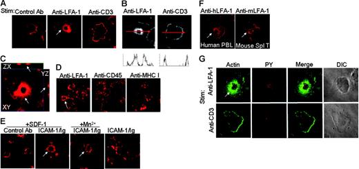Figure 1. LFA-1 stimulation induces actin cloud formation. (A) Difference in actin rearrangement upon stimulation with TCR and LFA-1. Jurkat cells were plated on a glass-based dish coated with anti-CD3, anti–LFA-1, or control Ab for 30 minutes (“Assay for actin rearrangement”). Cells were fixed and stained with phalloidin–Alexa 568. The spreading area and the actin cloud area were 294 ± 125 μm2 and 64 ± 21 μm2, respectively. The average diameter of the actin cloud was 10 to 11 μm (n = 20). (B) Quantitative analysis of actin cloud formation versus peripheral actin rearrangement upon stimulation with anti–LFA-1 or anti-CD3, respectively. The bottom histograms show the fluorescence intensity of the section that is shown by red arrows in the corresponding top panels. (C) Intracellular localization of actin cloud. Three-dimensional localization of actin cloud was analyzed by confocal microscopy. (D) Actin cloud is specifically induced by LFA-1 stimulation. Jurkat cells were stimulated in plates coated with Ab against LFA-1, CD45, or MHC class I for 30 minutes. (E) Actin cloud formation upon stimulation with ICAM-1. Jurkat cells were plated on coverslips coated with human ICAM-1/Ig or control Ig in the presence of SDF-1 (100 ng/mL) or Mn2+ (1 mM) for 30 minutes. (F) Actin cloud formation in normal T cells. Human PBLs that were stimulated with anti-CD3 in the presence of IL-2 for 4 days and rested for 3 days, or mouse naive splenic T cells were stimulated with immobilized anti–LFA-1 for 30 minutes. Each of the CD4+ and CD8+ human T cells were further analyzed by staining with CD4–Alexa 488 or CD8-APC together with phalloidin–Alexa 568. Approximately 10% of the cells formed actin clouds. Among them, approximately 25% were by CD4+ T cells and 75% were by CD8+ T cells (by counting 50 cells). (G) Accumulation of tyrosine-phosphorylated proteins within the actin cloud. Jurkat cells were stimulated with anti–LFA-1 or anti-CD3 for 10 minutes, fixed, and stained with phalloidin–Alexa 488 and anti-pY–biotin Ab, followed by streptavidin-Cy3. More than 100 cells were analyzed, and one T cell is shown as a representative. White arrows indicate actin cloud.