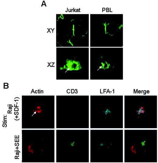 Figure 2. Actin cloud is formed at the center of the T-cell–APC interface. (A) An actin cloud is formed at the T-cell–APC interface. Jurkat cells (left) or IL-2–cultured human PBLs (right) were stimulated with SDF-1 and conjugated with Raji cells for 30 minutes in the absence of Ag. Stimulated cells were fixed and stained with phalloidin–Alexa 488. Images in both xy-axes (top) and xz-axes (bottom) axes are shown. Those in the z-axis are reconstituted with a TCS SP2 confocal laser microscope equipped with a galvo stage. The images after staining B-cell surface with anti-CD19 to identify the border between T and B cells are shown in Figure S2. (B) The actin cloud accumulated LFA-1 and phosphoproteins but not TCR. SDF-1–stimulated Jurkat cells were conjugated with Raji cells in the absence of Ag (top panels), whereas Jurkat cells were mixed with Raji cells that had been pulsed with SEE (200 ng/mL; bottom panels). After incubation for 30 minutes, the cells were fixed and stained with phalloidin–Alexa 488, anti-CD3, and anti–mouse LFA-1β, followed by avidin-Cy3 or anti–mouse IgG–APC. The white arrow indicates representative actin cloud. All analyses were performed on more than 100 cells.