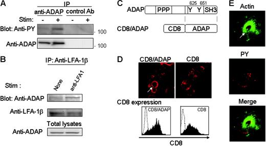 Figure 4. ADAP is involved in outside-in signals by LFA-1, and ADAP ligation induces actin cloud formation. (A) Phosphorylation of ADAP upon LFA-1 stimulation. Jurkat cells were stimulated for 10 minutes with anti–LFA-1 followed by anti–mouse Ig (+) or left unstimulated (−), and cell lysates were immunoprecipitated with anti-ADAP Ab and blotted with anti-PY Ab. (B) Association of LFA-1 with ADAP upon LFA-1 stimulation. Jurkat cells were stimulated for 10 minutes with anti–LFA-1 or left unstimulated (None), and the cell lysates were immunoprecipitated with anti–LFA-1β and blotted with anti-ADAP or anti–LFA-1β. The amounts of ADAP in total lysates were equivalent (bottom blot). (C) Schematic structure of CD8/ADAP constructs. (D) Direct ligation of ADAP induces actin cloud formation. CD8/ADAP- or CD8-expressing Jurkat cells were stimulated on coverslips coated with anti-CD8 for 10 minutes, fixed, and stained with phalloidin–Alexa 568. Most of the T cells (> 80%) formed actin clouds (top panels). The surface expression of CD8 was analyzed by flow cytometry using FACSCalibur (bottom panels). (E) ADAP activation induces the accumulation of tyrosine-phosphorylated proteins in the actin cloud. Jurkat cells, as in panel D, were stained with phalloidin–Alexa 488 and anti-PY–biotin, followed by avidin-Cy3. The white arrow indicates the representative actin cloud in panels D and E. More than 100 cells were analyzed for panels D and E.
