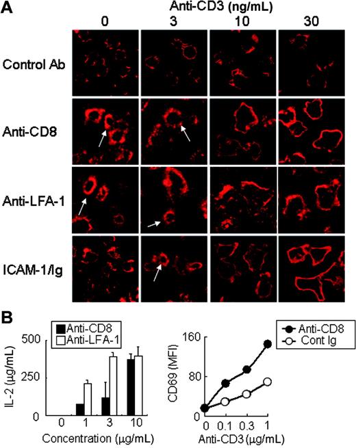 Figure 6. Actin cloud formation lowers the threshold of T-cell activation. (A) Actin cloud formation augments actin rearrangement with very low doses of anti-CD3 stimulation. Jurkat cells were stimulated with either anti-CD8 (1 μg/mL), control Ab (1 μg/mL), anti–LFA-1 (1 μg/mL) Ab, or ICAM-1/Ig (0.5 μg/mL) together with graded concentrations of anti-CD3 mAb for 10 minutes, fixed, and stained with phalloidin–Alexa 568. One hundred cells were analyzed. White arrows indicate representative actin clouds. (B) Functional costimulation by actin cloud–inducing stimulation. (Left panel) Jurkat cells expressing CD8/ADAP were stimulated with a fixed amount of anti-CD3 (10 μg/mL) together with graded amounts of anti-CD8 or anti–LFA-1, and IL-2 production was measured by ELISA. (Right panel) The CD8/ADAP-Jurkat cells were stimulated with graded amounts of anti-CD3 together with a fixed amount of anti-CD8 or control rat Ig (10 μg/mL), and the induction of the cell-surface expression of CD69 was stained with PE–anti-CD69 Ab (BD Pharmingen) and analyzed by flow cytometry. MFI indicates mean fluorescent intensity. Data represent the mean ± SD of triplicate cultures.