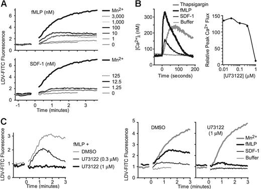 Figure 1. Inhibition of PLC abrogates fMLP- and SDF-1–induced LDV-FITC binding in U937-FPR cells. (A) Flow cytometry was used to determine LDV-FITC binding in real time to U937-FPR cells stimulated with 0.5 mM Mn2+, fMLP, SDF-1, or buffer (at time 0). One of 3 independent experiments is shown. (B) Free intracellular calcium levels were measured by fluorimetry in Fura2-loaded U937-FPR cells pretreated with DMSO or U73122 and stimulated with fMLP (100 nM), SDF-1 (12.5 nM), thapsigargin (1 μM), or buffer. One of 3 independent experiments is shown. A U73122 dose response is shown in the right panel. Data are expressed as ratios of the peak fMLP-induced calcium flux in cells treated with varying concentrations of U73122 relative to DMSO-treated cells. (C) Flow cytometry was used to determine LDV-FITC binding in real time to U937-FPR cells pretreated with DMSO (0.1%, vehicle control) or U73122 prior to addition of fMLP, SDF-1, Mn2+, or buffer at time 0. One of at least 4 independent experiments is shown.