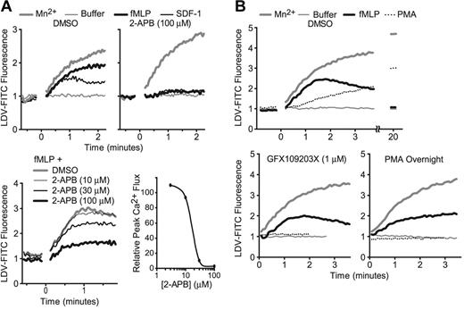 Figure 2. Inhibition of IP3, but not PKC, abrogates fMLP- and SDF-1–induced LDV-FITC binding. (A) LDV-FITC binding to U937-FPR cells pretreated with 2-APB and stimulated at time 0 with fMLP, SDF-1, Mn2+, or buffer was analyzed in real time. One of 3 independent experiments is shown. Dose responses for inhibition of fMLP-induced peak intracellular calcium flux (determined by fluorimetry) and LDV-FITC binding by 2-APB are shown. (B) U937-FPR cells pretreated with DMSO (0.1%, 30 minutes), GFX109203X (1 μM, 30 minutes), or PMA (50 nM, 18 hours) were stimulated at time 0 with Mn2+, buffer, fMLP, or PMA, and LDV-FITC binding was analyzed in real time. One of 3 independent experiments is shown.