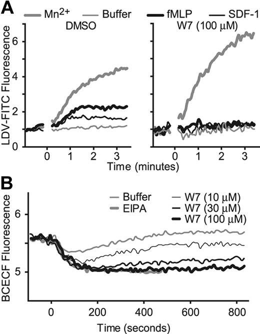 Figure 4. Inhibition of calmodulin abrogates fMLP- and SDF-1–induced LDV-FITC binding. (A) U937-FPR cells were pretreated with DMSO or W7 and stimulated at time 0 with Mn2+, buffer, fMLP, or SDF-1. LDV-FITC binding was analyzed in real time. One of 3 independent experiments is shown. (B) Ionomycin-induced pH changes in BCECF-loaded U937-FPR cells were determined using a fluorometer. Cells were pretreated with DMSO, ethylisopropyl amiloride (EIPA; 10 μM), a Na+/H+ exchange inhibitor, or W7 and stimulated with ionomycin at time 0.