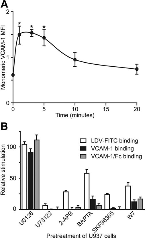 Figure 6. fMLP-induced binding of VCAM-1 and LDV-FITC to U937-FPR cells is similar. (A) A time course of VCAM-1 monomer binding stimulated with fMLP is shown (mean ± SEM; n = 3). Asterisks indicate values that differ significantly (P < .05) from the control (0 time point). (B) The effects of inhibitors on fMLP-induced binding of LDV-FITC, VCAM-1, and VCAM-1/Fc were compared. U937-FPR cells were pretreated with various inhibitors used at the same concentrations as in previous figures or with vehicle. For each ligand and inhibitor, the increase in ligand binding to cells stimulated for 3 minutes with fMLP (100 nM) relative to unstimulated cells was determined, and data were normalized to cells pretreated in parallel with vehicle or buffer.