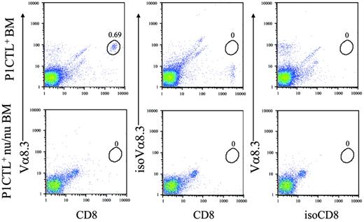 Figure 3. P1CTL nu/nu bone marrows do not have mature transgenic T cells. One-month-old P1CTL nu/nu bone marrow cells were stained with anti-CD8, anti–Vα8.3 TCR, or isotype controls. WT P1CTL bone marrow was used as positive control. Data indicate a complete lack of T cells in the P1CTL+ nu/nu bone marrow.