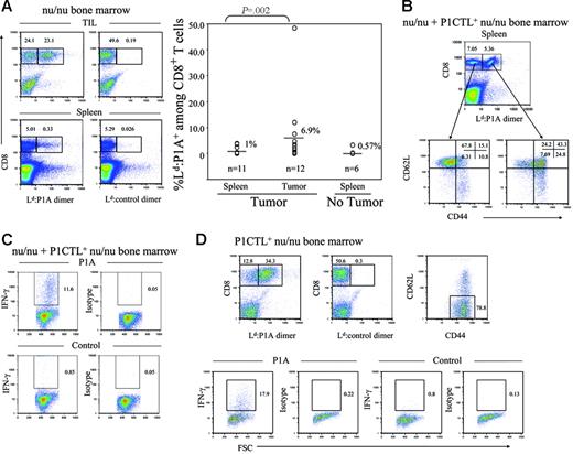 Figure 4. Immune competence of T cells produced de novo in tumor-bearing mice. RAG-2–deficient BALB/c mice were challenged with 5 × 106 J558 tumor cells or PBS as control. Two days later, the mice received 500 rad irradiation and infusion of nu/nu bone marrow cells or a mixture of bone marrow cells from P1CTL+ nu/nu and nu/nu mice. The recipient mice were killed at the fourth week and tumor-specific T cells analyzed for their phenotype and response to P1A antigenic peptide. (A) High frequency of P1A-specific T cells among the TILs of nu/nu bone marrow recipients. Left panels show representative FACS profiles depicting highly expanded tumor-specific T cells among the TILs (top left panel) but not in the spleen (bottom left panel). Middle panels depict control stains. A summary graph of P1A-reactive CD8 T cells among the splenocytes and TIL of nu/nu recipients is shown in the right panel. (B) Enhanced activation of P1A-specific CD8 T cells. cell-surface phenotype of P1A-reactive and nonreactive CD8 T cells in the spleens of tumor-bearing mice reconstituted with a 4:3 mixture of bone marrow from nu/nu and P1CTL+nu/nu mice. (C) Cytokine response of spleen cells in tumor-bearing mice. Spleen cells from tumor-bearing mice reconstituted with a mixture of nu/nu and P1CTL+nu/nu bone marrow were stimulated with P1A (left panels) or control peptides (right panels) in the presence of Golgi blocker for 6 hours and stained with anti–IFN-γ antibodies after fixation and membrane permeablization. Data shown are gated CD8+ cells and are representative of 3 independent experiments. (D) Accumulation and immune competence of P1A-specific T cells in the tumors. Top panels show accumulation (left) and activation status (right) of tumor-reactive T cells; the bottom panels show cytokine response to tumor antigenic peptide P1A. Tumor single-cell suspension from chimera mice reconstituted with P1CTL+nu/nu bone marrow were stimulated with P1A or control peptides in the presence of Golgi blocker for 6 hours and stained with anti–IFN-γ antibodies after fixation and membrane permeablization. Cytokine response is shown for gated CD8+ T cells. T-depleted splenocytes from syngeneic WT mice were used as antigen-presenting cells (APCs). All data presented in this figure have been repeated 2 to 3 times.