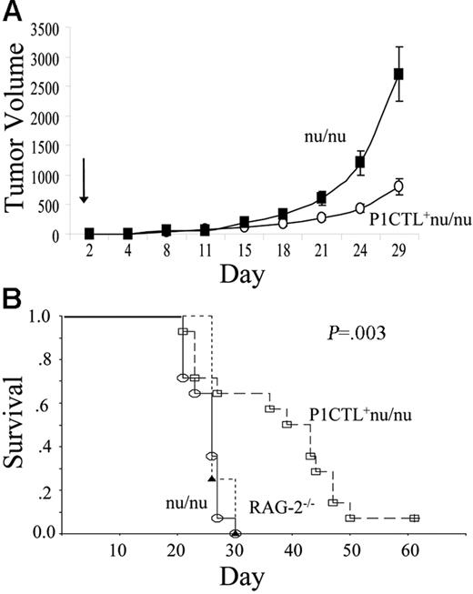 Figure 6. Bone marrow therapy of established tumors. (A) Delayed tumor growth in RAG-2–deficient mice receiving bone marrow from P1CTL+ nu/nu mice compared to those receiving bone marrow from nu/nu mice. The growth kinetics of tumors is shown in panel A (mean ± SEM), and the survival of tumor-bearing mice (as defined by time to reach tumor size of 4000 mm3) is shown in panel B. Growth kinetics are representative of 3 independent experiments; the survival data of tumor-bearing mice are cumulative data from 2 independent experiments.