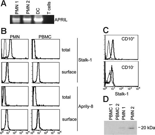 Figure 4. APRIL production by neutrophils is constitutive. (A) APRIL expression in peripheral neutrophils was observed at the gene-expression level by RT-PCR analysis. DC and T cells were used as positive and negative controls, respectively. (B) Total staining after cell permeabilization or surface staining was performed with Stalk-1 (2 μg/mL) and Aprily-8 (1 μg/mL) Abs. Histogram plots after flow cytometry analysis are shown. Thick and thin lines correspond to indicated Abs and isotype-matched control Abs, respectively. Stainings are representative of 4 donors. (C) Bone marrow cellular suspensions were stained with Stalk-1 and anti-CD10 Abs. Histogram plots after flow cytometry analysis are shown on CD10+ and CD10− size-gated granulocytes (right). Thick and thin lines correspond to Stalk-1 and isotype-matched control Abs, respectively. Stainings are representative of 3 donors. (D) Supernatants conditioned by PMNs and PBMCs were immunoprecipitated with BCMA-Ig and analyzed by Western blot with the Aprily-1 mAb.