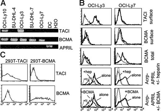 Figure 6. DLBCL tumor cells express BCMA/TACI signaling receptor and proteoglycan coreceptor. RT-PCR analysis of TACI, BCMA, and APRIL mRNA expression in DLBCL cell lines. (B) Specificity of the anti-TACI and BCMA mAbs is shown on transfected 293T cells. (C) APRIL-R expression analysis by flow cytometry. Control stainings (isotype control and acrpCTRL) are shown as dotted lines. Heparin and BCMA-COMP were used at 1/100 and 50 μg/mL, respectively. SUDHL-4 and -7 harbored identical staining to OCI-Ly7. OCI-Ly10 harbored an identical staining to OCI-Ly3.