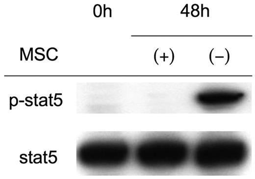 Figure 2. Inhibition of Stat5 phosphorylation in the presence of MSCs. . / Western blot analysis of Stat5 phosphorylation. Splenocytes (2 × 106) were activated with anti-CD3/CD28 beads in the presence or absence of 1 × 105 MSCs. After 48 hours, splenocytes were collected, lysed, and analyzed by Western blotting. Each lane contains 20 μg protein. Western blotting with anti-Stat5 is shown as a loading control. Shown are representative results from more than 5 experiments.