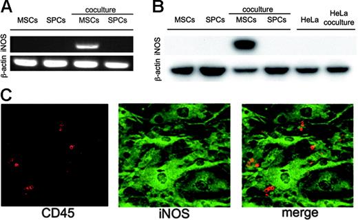 Figure 5. Induction of iNOS in MSCs. Total RNA and cell lysates were collected from MSCs alone, splenocytes alone, MSCs cocultured with activated T cells, or activated splenocytes cocultured with MSCs. MSCs were harvested just after washing out activated T cells with PBS. (A) RT-PCR analysis of iNOS mRNA. β-actin is shown as a control. (B) Western blot analysis of iNOS protein. Each lane contains 20 μg protein. β-actin is shown as a loading control. HeLa cells were used as negative control because the antibody also reacts with human iNOS protein. (C) Immunofluorescence of iNOS protein. Left panel, confocal immunofluorescent image of CD45 protein. Middle panel, confocal immunofluorescent image of iNOS protein. Right panel, merged confocal immunofluorescent images of CD45 protein and iNOS protein. Splenocytes (1 × 106) were activated with Con A in the presence of 1 × 105 MSCs for 48 hours. Images were visualized using a Nikon Eclipse TE300 microscope (Nikon, Tokyo, Japan) equipped with a 100×/1.40 numerical aperture oil objective lens, Nikon CFI Plan APO (Nikon). Images were acquired using Lasersharp software version 2.1 (Bio-Rad).