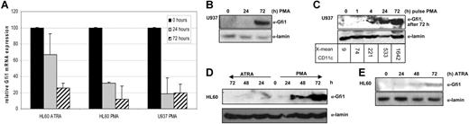Figure 1. Gfi1 mRNA levels decrease, Gfi1 protein levels increase during monocytic differentiation. (A) Gfi1 quantitative RT-PCR was performed on RNA samples of U937 and HL60 cells during PMA- or ATRA-induced differentiation (n = 3). Gfi1 expression levels in untreated HL60 and U937 cells were set at 100% and values were normalized for β-actin expression. Error bars indicate standard deviation. (B) Cell lysates of PMA-differentiated U937 cells taken at indicated time points were immunoblotted and stained with an α-Gfi1 antibody (N20; Santa Cruz Biotechnology). Lamin staining shows equal loading. (C) U937 cells were incubated with PMA. After the indicated pulse times cells were washed and harvested 72 hours after the beginning of the experiment. Numbers below the blot indicate the x-mean of CD11c expression. (D) Gfi1 levels in HL60 cell lysates taken after 24-, 48-, and 72-hour treatments with ATRA or PMA were compared with untreated cells showing that Gfi1 is strongly induced upon monocytic differentiation. Lamin staining shows equal loading. (E) A 5-times-more protein input of lysates from ATRA-treated HL60 cells resulted in the detection of a modest increase in Gfi1 protein levels, although the levels are significantly lower compared with monocytic differentiation (see panel D).
