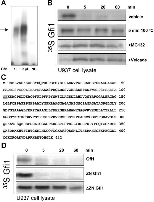 Figure 3. Gfi1 is degraded by the 26S proteasome in hematopoietic cells. (A) The DNA binding activity of in vitro–translated Gfi1 was checked using EMSA after incubation with 32P-labeled oligos containing a consensus Gfi1 binding site. A clear band shift (→) was found only in the lanes containing 1 μL or 3 μL Gfi1-programmed reticulocyte lysate. Unprogrammed reticulocyte lysate was used as negative control (NC). (B) An in vitro degradation assay using 35S-labeled in vitro–translated Gfi1 incubated with U937 lysates at 37°C in the presence of vehicle, or the proteasome inhibitors MG132 or Velcade or denatured cell lysate (5 minutes at 100°C). At the indicated time points, samples were inactivated in loading buffer and resolved by SDS-PAGE. (C) The localization of 2 putative PEST domains in Homo sapiens Gfi1 is underlined. (D) 35S-labeled in vitro–translated full-length Gfi1, the zinc finger domain of Gfi1 (ZN Gfi1), and the non–zinc finger domain of Gfi1 (ΔZN Gfi1) were used in an in vitro degradation assay as described in panel B.