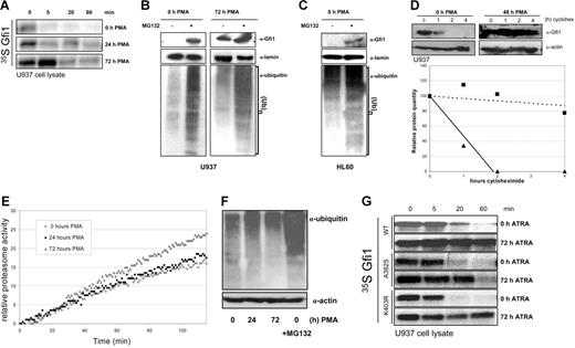 Figure 4. Proteasomal Gfi1 degradation is diminished during differentiation. (A) U937 cells were differentiated with PMA and collected at the indicated time points. Cell lysates were normalized using Bradford protein quantification assay and used in an in vitro degradation assay with 35S-labeled in vitro–translated full-length Gfi1. (B) Differentiated and undifferentiated U937 cells were treated overnight with MG132. Endogenous Gfi1, ubiquitin, and lamin levels were quantified by Western blot. Note the clear increase in Gfi1 levels in undifferentiated U937 cells after proteasome inhibition. Lamin staining was used as a control for equal loading. Ubiquitin staining was performed to confirm the global effectiveness of MG132. (C) In undifferentiated HL60 cells proteasome inhibition results in an accumulation of Gfi1 protein levels. The same controls were used as in panel B. (D) The stability of endogenous Gfi1 was studied in undifferentiated and 48-hour PMA-treated U937 cells. Cells were treated with 25 μg/mL cycloheximide for the indicated times. Lamin staining was used to check for equal loading and the density of Gfi1 bands was quantified using ImageJ software. The relative protein amount was plotted against the time of cycloheximide treatment. ▴ indicate the relative amount of Gfi1 in untreated cells and ▪ indicate the relative amount of Gfi1 in 48-hour PMA-differentiated cells. (E) 26S proteasome function in lysates from differentiated U937 cells was analyzed by measuring the cleavage of Suc-Leu-Leu-Val-Tyr-AMC in the lysate for 2 hours at 37°C. (F) U937 cell lysates were immunoblotted and stained for ubiquitin. Cell lysates treated overnight with MG132 were used as a positive control for decreased proteasome activity. Equal loading was confirmed with actin staining. (G) In vitro–translated wild-type Gfi1 (WT), and the Gfi1 point mutants A382S and K403R were used in an in vitro degradation assay with 72-hour ATRA-treated and untreated U937 cell lysates for the indicated time points. Cell lysates were normalized using the Bio-Rad protein quantification assay.