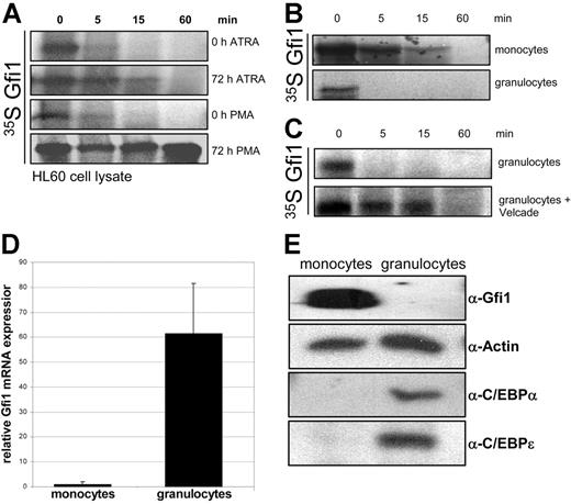 Figure 5. Gfi1 protein levels are high in monocytes compared with granulocytes due to decreased proteasomal degradation. (A) HL60 cells were differentiated with ATRA toward granulocytes for 72 hours. PMA was used to stimulate HL60 cells for monocytic differentiation. Cell lysates were used in an in vitro degradation assay. (B) Lysates of primary monocytes and granulocytes were used in an in vitro degradation assay with 35S-labeled Gfi1. (C) The Gfi1 turnover in granulocyte lysate in an in vitro degradation assay depended on 26S proteasome activity. (D) Quantitative Gfi1 RT-PCR was performed on RNA from primary monocytes and granulocytes (n = 3). Error bars indicate standard deviation. (E) Cell lysates of isolated monocytes and granulocytes were immunoblotted and stained with α-Gfi1 antibody, and α-actin staining was used to check for equal loading. α-C/EBPα and α-C/EBPϵ protein levels were stained as positive control for the used protein lysates. Cell lysates were normalized using the Bio-Rad protein quantification assay.