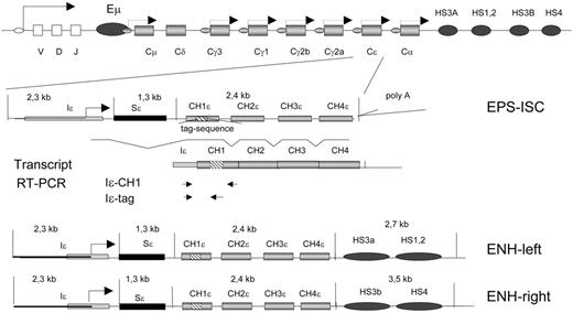 Figure 1. Transgenic constructs and copy number. Schematic map of mouse IgH locus (top) with variable region exons (V, D, J) shown as □ and C region genes as ▪. Small ovals with arrows represent GL promoters, and larger ovals correspond to IgH locus enhancers. The 3 transgenic constructs are depicted below. The exons in transgenic constructs are represented as ⊡, and the tag sequence in CH1 is shown as ▧. The spliced transgenic transcript is shown below the EPS-ISC construct. The locations of RT-PCR primers used for Iϵ-CH1 and Iϵ-tag PCRs are indicated by arrows.
