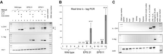 Figure 2. Expression of the EPS-ISC transgene is B cell specific and induced by stimuli. (A) RT-PCR was performed with RNA extracted from enriched wild-type B cells (lanes 1-4), EPS21 (lanes 5-8), or EPS11 (lanes 9-12) transgenic mice after 2 days of culture in the presence of indicated stimuli. In samples, which were amplified with Iϵ and CH1 primers, the top band corresponds to the transgenic transcript (T), and the bottom band to the endogenous (E) GL ϵ transcript. Only the transgenic band is detected in the Iϵ-tag PCR. The Mb-1 RT-PCR was used for cDNA quality control. (B) RNA expression from the same experiment was quantified by real-time RT-PCR. All samples were compared with the noninduced EPS21 sample. The y axis shows relative expression. Mean values and SD of triplicates are shown. (C) RT-PCR was performed with RNA extracted from different organs of an EPS21 transgenic mouse. The γ-actin transcript was used to control for cDNA quality.