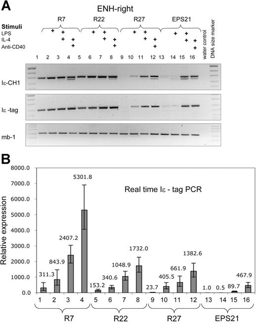Figure 3. The ENH-right transgene expression is higher than that of the enhancer-less construct and is induced by cytokines. RT-PCR was performed with RNA from 3 different transgenic ENH-right lines (R7, lanes 1-4; R22, lanes 5-8; and R27, lanes 9-12) and the EPS21 transgenic line (lanes 13-16). The experiment is performed in the same manner as in Figure 2. (A) Results from RT-PCR. (B) The same samples are quantified by real-time RT-PCR. All samples are compared with nonstimulated cells of EPS21.