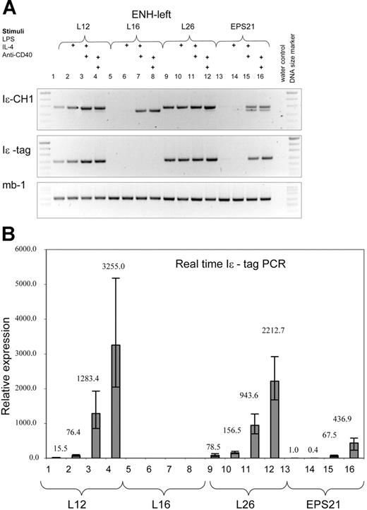 Figure 4. The ENH-left transgene expression is comparable to that of the ENH-right transgene. RT-PCR was performed with RNA from 3 different transgenic ENH-left lines (L12, lanes 1-4; L16, lanes 5-8; and L26, lanes 9-12) and the EPS21 line (lanes 13-16). See legend to Figure 3 for explanations.