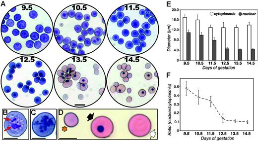Figure 1. Cytologic changes during primitive erythroid maturation. (A) Giemsa-stained cytospin preparations of blood from wild-type embryos at E9.5 to E14.5. Scale bar, 20 μm. Circulating blood cells from E9.5 (B) and E10.5 (C) embryos, showing loss of nucleoli (red arrows in B) within the intervening 24-hour period. Scale bar, 10 μm. (D) Enucleated definitive (*), larger nucleated primitive (black arrow) and enucleated primitive (white arrow) erythroid cells in circulation at E14.5. Scale bar, 10 μm. (E) Diameters of circulating E9.5 to E14.5 embryonic blood cells (□) and their nuclei (⊡), measured on cytospin preparations using the Axiovision program. (F) Ratio of mean cross-sectional area of nuclei and cytoplasms of circulating embryonic blood cells. A dramatic decrease in nuclear diameter and cross-sectional area was observed, coincident with nuclear condensation (compare with panel A). Data in panels E and F are expressed as mean ± SD.