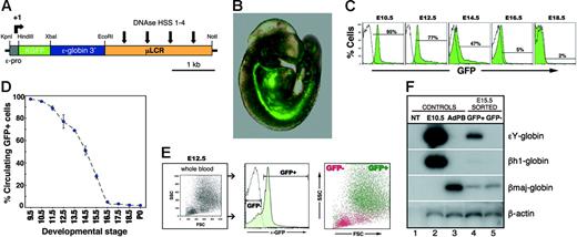 Figure 2. Human ϵ-globin::KGFP transgenic mouse line as a model system for monitoring primitive erythroid development. (A) Cartoon of the ϵ-globin::KGFP transgenic construct. (B) Photograph of E9.5 ϵ-globin::KGFP embryo. GFP+ cells are seen throughout the circulation. (C) Flow cytometric analysis of circulating blood from E10.5 to E18.5. White area indicates cells from nontransgenic littermate. (D) Graphic representation of data from panel C and Table 2, highlighting the rapid decrease in the fraction of circulating blood cells that contains EryPs between E13.5 and E16.5. (E) Forward scatter (FSC) and side scatter (SSC) profiles of GFP+ and GFP− populations. (F) RT-PCR analysis of ϵY-, βh1-, and βmaj-globin gene transcription in FACS-sorted GFP+ and GFP− cells from E15.5 embryos. NT indicates no template (-DNA); E10.5, peripheral blood from E10.5 embryo; AdPB, adult peripheral blood.