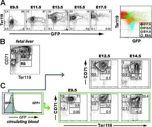 Figure 3. Maturation of primitive erythroblasts is reflected in their expression of Ter119 and CD71. (A) Increase in Ter119 expression on the surface of live GFP+ cells from the circulation of E9.5 to E17.5 embryos. These changes are displayed in the color-coded composite density plot on the right. Axes indicate relative logarithmic fluorescence units for Ter119-PE (y-axis) and GFP (x-axis). (B) Density plot of a typical CD71 and Ter119 staining pattern on viable cells dispersed from wild-type whole E14.5 fetal liver. Axes indicate relative logarithmic fluorescence units for Ter119-APC (x-axis) and CD71-PE (y-axis). Regions R1 to R5 are defined by their characteristic CD71 and Ter119 staining pattern of their cells. The cells in each region can be classified by morphology as follows: primitive progenitor cells and proerythroblasts (R1), proerythroblasts and early basophilic erythroblasts (R2), early and late basophilic erythroblasts (R3), chromatophilic and orthochromatophilic erythroblasts (R4), and late orthochromatophilic erythroblasts and reticulocytes (R5).50 (C) Density plots of FACS-sorted GFP+ cells from E.9.5 and GFP− cells from E9.5, E12.5, and E14.5 embryos. As observed for unfractionated fetal liver cells (B), the circulating cells could be divided into 5 populations (R1 to R5). The greatest numbers of immature cells (R1 and R2) were found at E9.5. By E14.5, significantly larger numbers of mature EryP/GFP+ and EryD/GFP− cells (R4 and R5) were seen. Note that, although most EryPs were strongly GFP+, there was some heterogeneity in the level of expression of the transgene and this accounts for the appearance of a tail in the plot on the left.