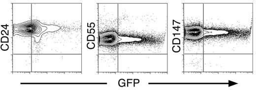 Figure 4. Expression of definitive erythroid surface antigens on circulating primitive erythroid cells. Circulating E14.5 EryP/GFP+ cells showed strong surface expression of CD24, CD55, and CD147 by flow cytometry.
