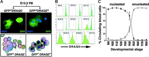 Figure 6. Monitoring enucleation of the primitive erythroid population using the cell-permeable DNA-binding dye DRAQ5. (A) Blood cells were harvested from the circulation of GFP+ E13.5 embryos, incubated with DRAQ5, and sorted according to expression of GFP and uptake of DRAQ5. DRAQ5 uptake was a clear indicator of the presence of a nucleus in each cell, as revealed by Giemsa staining (bottom). No fluorescent signal was detected in the GFP− cell populations. (B) DRAQ5 profiles of GFP+ cells harvested from E9.5 (when all EryP/GFP+ cells were DRAQ5high) to E18.5 (when almost all EryP/GFP+ cells were DRAQ5neg). (C) Decline in numbers of nucleated EryP (•) versus the increase in numbers of enucleated EryP (○) in the circulation during embryogenesis, expressed as mean ± SEM. The total numbers of EryP remained stable throughout gestation.