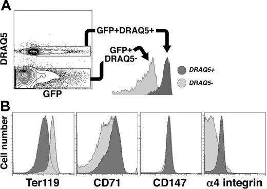 Figure 7. Redistribution of surface antigens following enucleation of primitive erythroid cells. (A) Flow cytometric identification of nucleated and enucleated EryP based on DRAQ5 uptake. GFP+DRAQ5high (nucleated) cells, dark gray area; GFP+DRAQ5neg (enucleated) cells, light gray area. (B) GFP+ cells were gated according to DRAQ5 uptake (A) and assessed for surface antigen expression. Ter119 levels were higher on enucleated reticulocytes (dark gray area) than on nucleated primitive erythroblasts (light gray area). Expression of CD71 and α4 integrin were lower on enucleated than on nucleated EryP/GFP+ cells. No differences in expression of CD147 were seen.