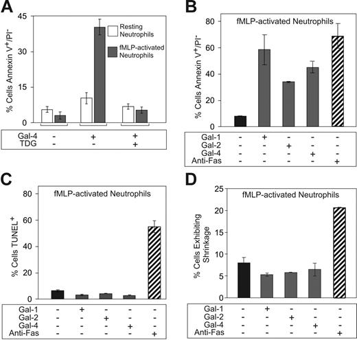 Figure 4. Galectins induce PS exposure in fMLP-activated human neutrophils. (A) fMLP-activated or resting neutrophils were treated with either PBS, 3 μM Gal-4, or 3 μM Gal-4 plus 30 mM TDG for 4 hours, as indicated, followed by analysis of PS exposure using annexin-V. (B) fMLP-activated neutrophils were incubated with either 10 μM Gal-1, 10 μM Gal-2, 3 μM Gal-4, or 100 ng/mL anti-Fas for 8 hours followed by detection for PS exposure. (C) fMLP-activated neutrophils were incubated with either 10 μM Gal-1, 10 μM Gal-2, 3 μM Gal-4, or 100 ng/mL anti-Fas for 8 hours followed by detection for DNA degradation (TUNEL assay). (D) fMLP-activated neutrophils were incubated with either 10 μM Gal-1, 10 μM Gal-2, 3 μM Gal-4, or 100 ng/mL anti-Fas for 8 hours followed by flow cytometric analysis for the percentage of cells exhibiting shrinkage. Results shown are the averages of duplicate analyses and are representative of at least 2 separate experiments. Error bars represent the standard deviation of duplicate samples.
