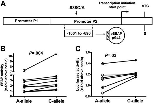 Figure 1. Activity, structure, and function of BCL2 promoter. (A) Structure of the BCL2 promoter and position of constructs for determination of transcriptional activity. Shown are the regions comprising the “stimulatory” P1 promoter and the “inhibitory” P2 promoter and the position of the (−938)C>A polymorphism. ATG is the translation initiation codon; the arrow indicates the transcription start site. The reporter construct, cloned into the pSEAP-basic vector and the pGL3-basic vector, is shown encompassing nt −690 to −1001 (ie, part of the P2 promoter). See the text for further details. (B) Genotype-dependent activity of BCL2 5′ regulatory region reporter constructs expressed in HEK293 cells. Constructs were cloned into the pSEAP-basic vector and reporter activity was quantified by measuring the concentration of secreted alkaline phosphatase in the cell culture medium (details in “Patients, materials, and methods”). In each experiment, cells were transfected in parallel with constructs harboring the A allele or the C allele. A total of 9 independent pairs of transfection experiments were conducted. The reporter activity was normalized to pSEAP-basic activity. Each symbol represents reporter activity of 1 experiment. Connecting lines indicate results from transfections performed in parallel. The P value was calculated using the Wilcoxon matched pairs test. While absolute reporter activity was variable in different experiments, reporter activity of C-allele constructs was always higher than that of A-allele constructs. (C) Genotype-dependent activity of BCL2 5′ regulatory region reporter constructs expressed in Karpas 422 cells. Constructs were cloned into the pGL3 vector and reporter activity was quantified by measuring luciferase activity (see “Patients, materials, and methods”). Reporter activities were normalized to pGL3-basic activity. In each experiment, cells were transfected in parallel with constructs harboring the A allele or the C allele. A total of 6 independent pairs of transfection experiments were conducted. Each symbol represents reporter activity of 1 experiment. Connecting lines indicate results from transfections performed in parallel. In general, reporter activity was lower than that following expression of constructs in HEK293 cells (see panel B). The P value was calculated using the Wilcoxon matched pairs test. While absolute reporter activity was variable in different experiments, reporter activity of C-allele constructs was always higher than that of A-allele constructs.
