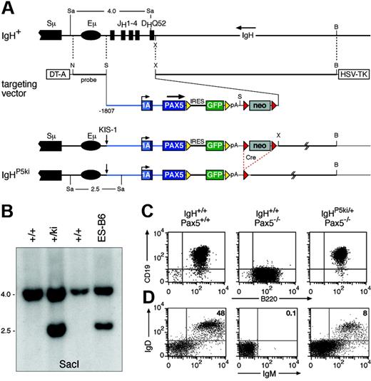 Figure 1. Reconstruction of the KIS-1 translocation by PAX5 insertion into the IgH locus. (A) Structure of the targeted IgH locus. The IgH sequences from the JH1 to the DHQ52 element were replaced by a human PAX5 minigene linked via an internal ribosomal entry sequence (IRES) to a GFP gene. The PAX5 minigene consisted of 1807 bp of 5′ flanking sequences, the entire exon 1A, a shortened intron 1, and exon 2 fused in-frame to PAX5 cDNA containing exons 3 to 10. The IRES-GFP gene was flanked by frt sites (yellow arrowheads) and the downstream neomycin (neo) resistance gene by loxP sites (red arrowheads). The lengths of SacI fragments indicative of correct targeting are shown in kilobases. B indicates BamHI; N, NotI: S, SalI; Sa, SacI; X, XhoI; DT-A, diphtheria toxin A; HSV-TK, herpes simplex virus thymidine kinase; and pA, polyadenylation site. (B) Southern blot analysis of SacI-digested DNA of the indicated mice and targeted ES cell line using a NotI-SalI probe shown in panel A. (C) Expression of functional Pax5 protein from the IgHP5ki allele. Bone marrow pro-B cells from mice of the indicated genotypes were cultured in vitro prior to fluorescence-activated cell sorting (FACS) analysis of CD19 and B220 expression. (D) Partial rescue of B-cell development in Pax5−/− mice by the IgHP5ki allele. Splenocytes from 2-month-old mice of the indicated genotypes were analyzed for IgM and IgD expression.