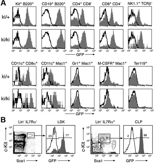Figure 2. Expression of the IgHP5ki allele in lymphoid and dendritic cells. (A) GFP expression in different hematopoietic cell types. Bone marrow (BM) cells and splenocytes (SPL) of 6-week-old IgHP5ki/+ (ki/+) and IgHP5ki/P5ki (ki/ki) mice were stained with the indicated antibodies, and GFP expression of the IgHP5ki knock-in alleles (gray area) was displayed for c-Kit+B220+ pro-B cells (BM), B220+CD19+ B lymphocytes (BM), CD4+ and CD8+ T cells (SPL), NK1.1+TCRβ− NK cells (SPL), CD11c+CD8α+ and CD11c+Mac1+ DCs (SPL), Gr1+Mac1+ granulocytes (BM), M-CSFR+Mac1+monocyte/macrophages (BM), and Ter119+ erythroblasts (BM). Black lines indicate the absence of GFP expression in the corresponding wild-type cells. (B) Expression of the IgHP5ki allele in uncommitted progenitors. GFP expression is displayed for the Lin−IL7Rα−Sca1hic-Kithi MPPs and Lin−IL7Rα+Sca1loc-Kitlo CLPs in IgHP5ki/+ (gray area) and wild-type (black line) BM. The percentage of GFP− and GFP+ cells is shown for MPPs and CLPs of the IgHP5ki/+ mouse.