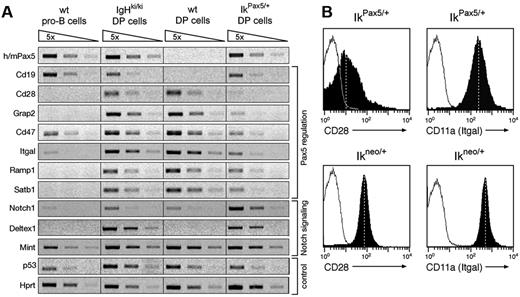 Figure 7. Repression of T-lymphoid genes in Pax5-expressing thymocytes. (A) RT-PCR analysis of the indicated genes in sorted pro-B cells from wild-type (wt) bone marrow and in sorted DP thymocytes from wild-type, IgHP5ki/P5ki, and IkPax5/+ mice. The cDNA was normalized for equal expression of the hypoxanthine phosphoribosyltransferase (Hprt) gene prior to semiquantitative PCR of 5-fold serial cDNA dilutions. (B) CD28 and CD11a (Itgal) expression on gated DP thymocytes of IkPax5/+ and control Ikneo/+ mice (filled areas) as compared with wild-type DP thymocytes (black lines). The mean fluorescence is indicated by vertical dashed lines.